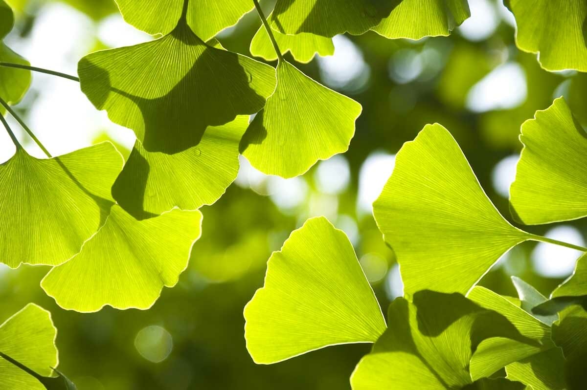 Leaves Background Image