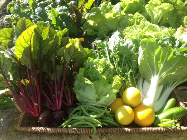 nourishing vegetable