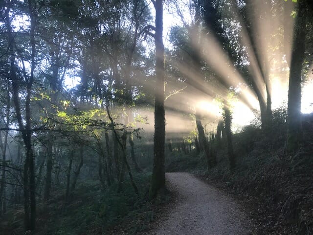 Sunshine through trees on The Camino 
