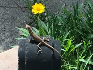 Amanda Hobley | Health Retreat Kerala | Naturopath Perth | Women's Health