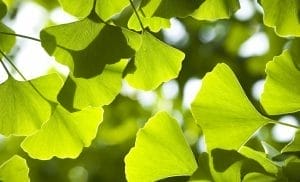 Herbal medicine week - gingko