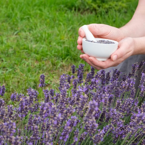 Woman holding in her hands a white mortar of lavender. Blossom lavender flowers.