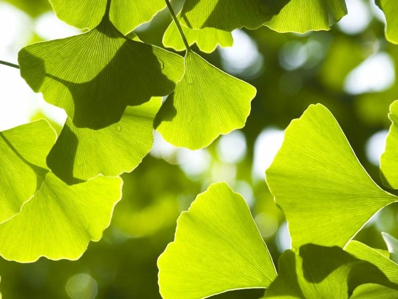 Herbal medicine week - gingko